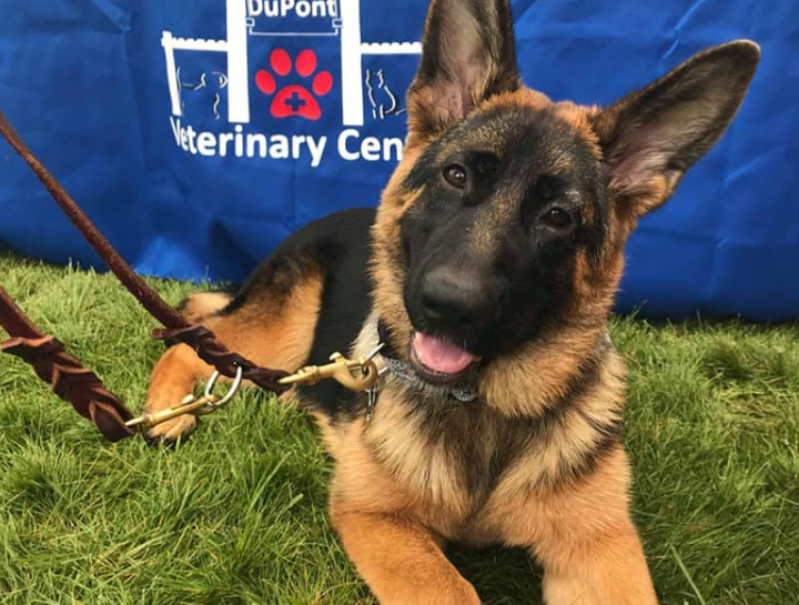 DuPont Veterinary Center - Paws in the Park