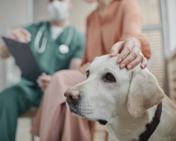 Preparing for your pet's surgery